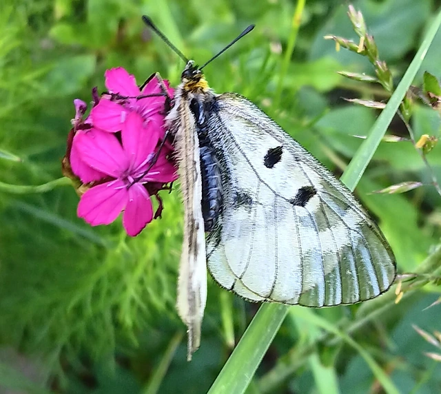 Parnassius mnemosyne - kis apollólepke