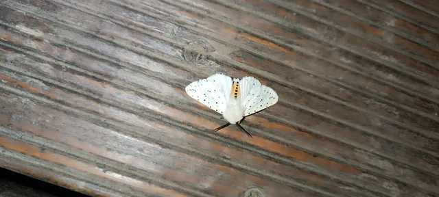 Spilosoma lubricipedum - tejszínű medvelepke
