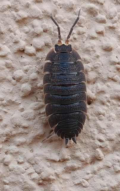 Isopoda - Ászkarákok