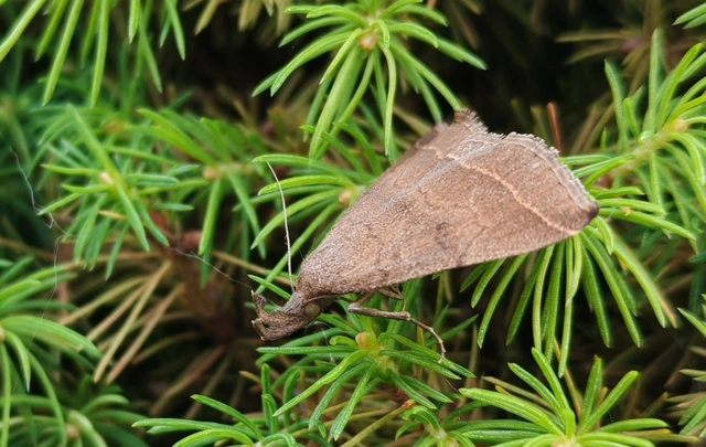 Pechipogo plumigeralis - tollascsápú karcsúbagoly