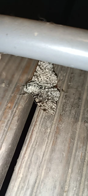 szürkepettyes araszoló - Biston betularia