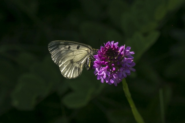 Parnassius mnemosyne - kis apollólepke