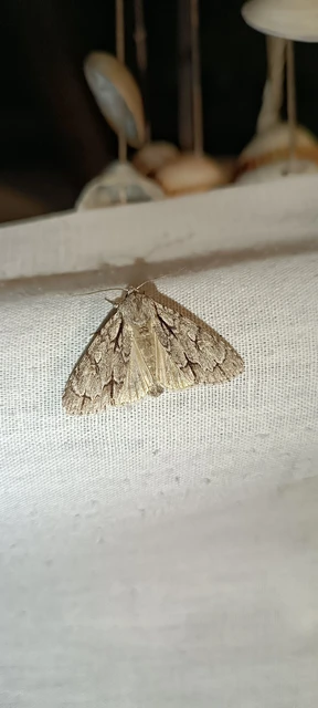 Acronicta cuspis/tridens/psi