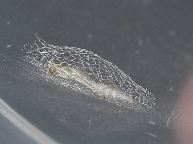 Plutella xylostella - káposztamoly