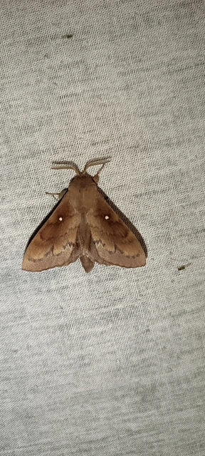 Dendrolimus pini - fenyőpohók