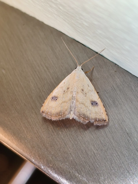 Rivula sericealis - selymes lórombagoly