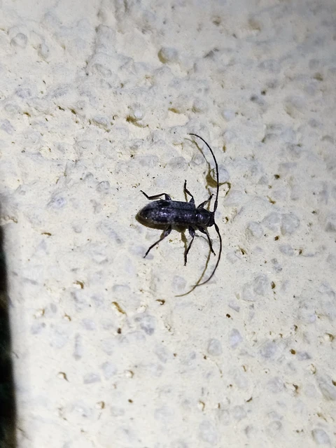 Exocentrus adspersus - tölgyfa-rőzsecincér