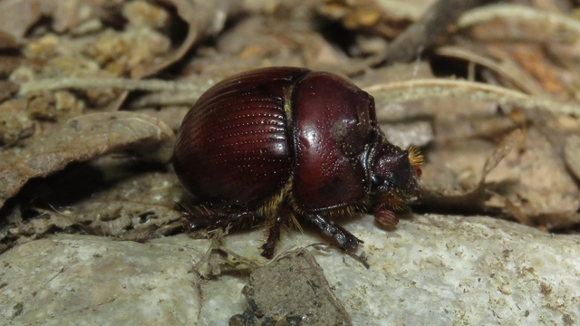 Bolbelasmus unicornis - szarvas álganéjtúró