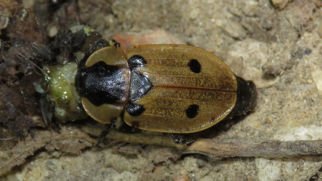 Dendroxena quadrimaculata - négypettyes dögbogár