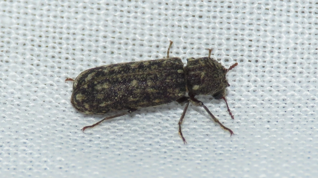 Lichenophanes varius - tarka csuklyásszú