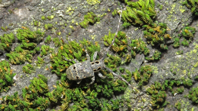 Mesosa curculionoides - szemfoltos cincér Mesosa curculionoides - szemfoltos cincér