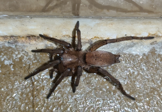 Drassodes/Drassodex