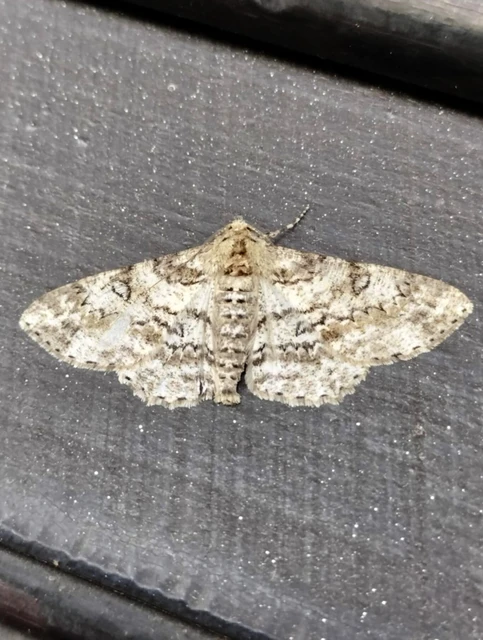 Ascotis selenaria - holdas faaraszoló