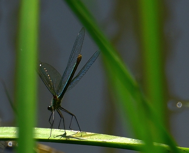 Calopteryx splendens - sávos szitakötő