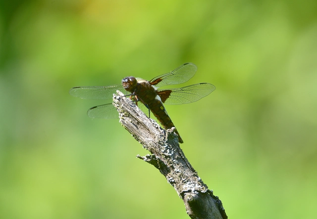Libellula depressa - széles laposacsa