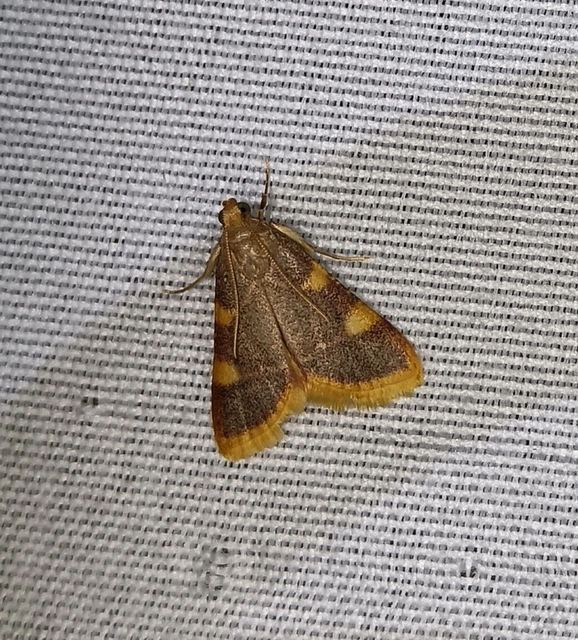 Hypsopygia costalis - szénailonca