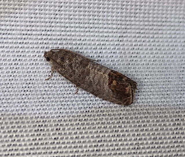 Cydia pomonella - almamoly