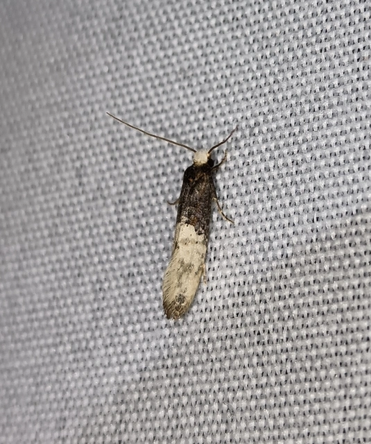 Trichophaga