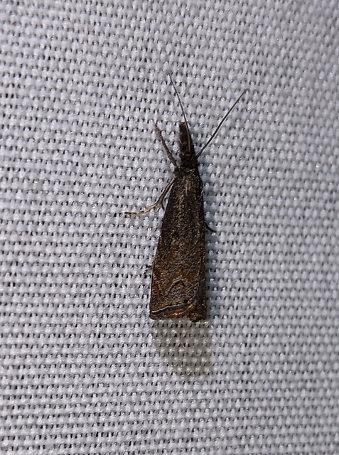 Platytes cerussella - törpe fűgyökérmoly
