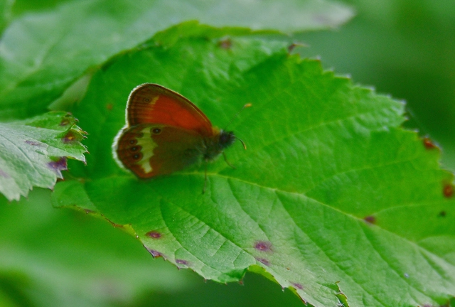 Coenonympha arcania - fehéröves szénalepke