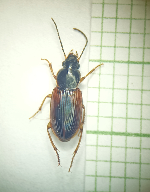 Coleoptera - Bogarak
