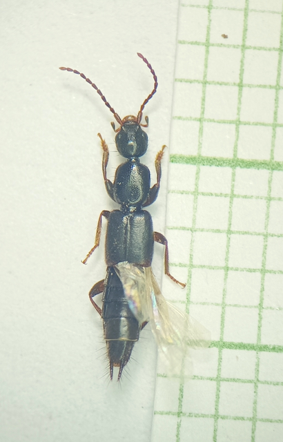 Tetartopeus rufonitidus - mocsári mocsárholyva