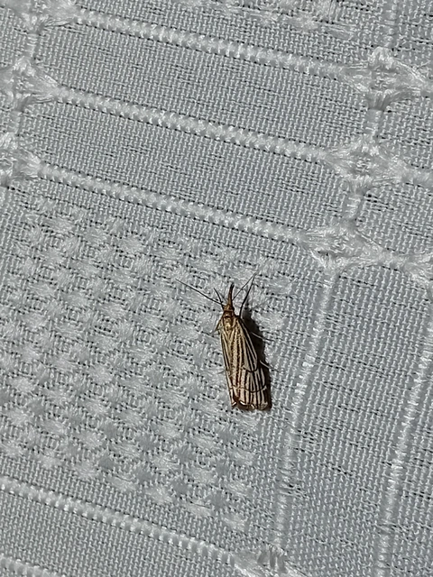 Chrysocramboides craterella - rácsos fűgyökérmoly