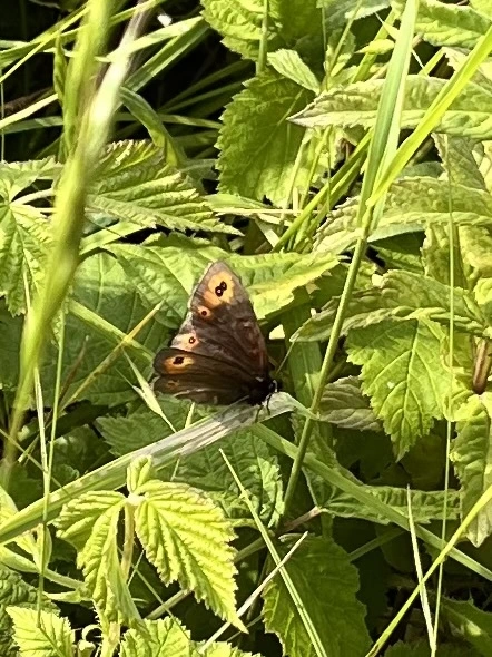 Erebia medusa - tavaszi szerecsenlepke