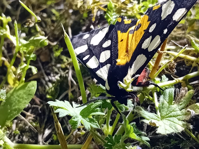 Arctia villica - fekete medvelepke