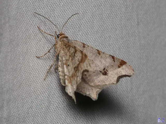 Macaria alternata - közönséges szürkearaszoló
