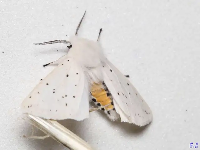 Spilosoma lubricipedum - tejszínű medvelepke