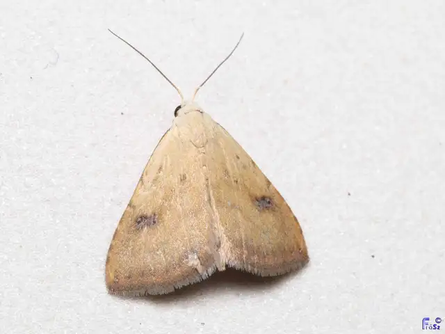Rivula sericealis - selymes lórombagoly