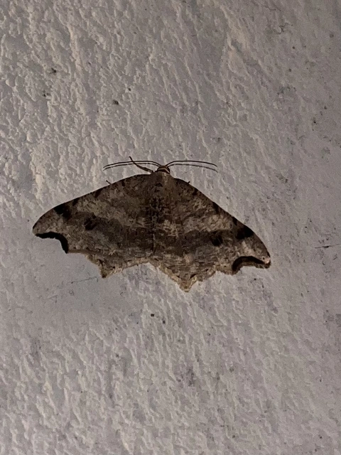 közönséges szürkearaszoló - Macaria alternata