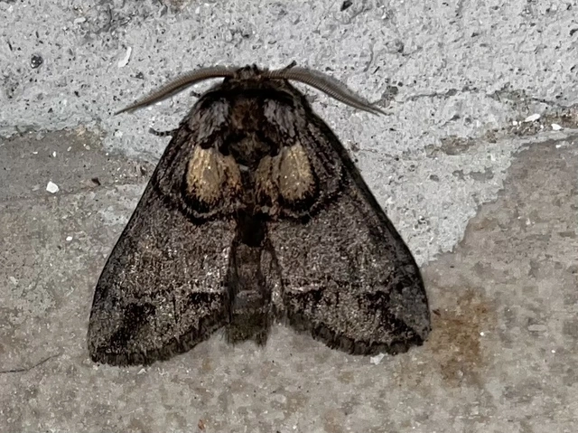 Drymonia velitaris - hegyi púposszövő