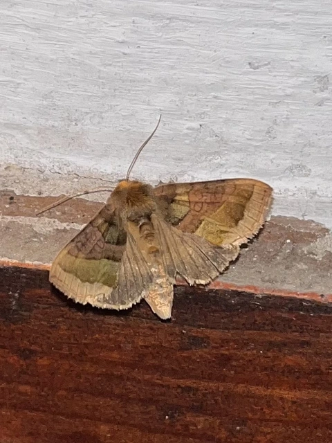 Diachrysia chrysitis - aranybagoly