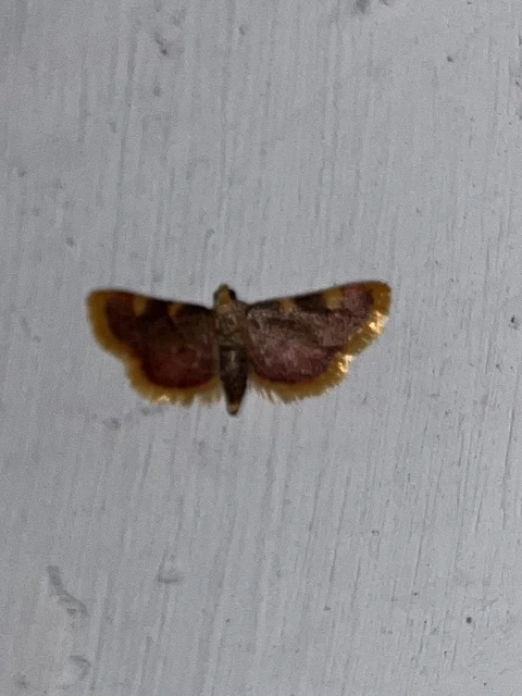 Hypsopygia costalis - szénailonca