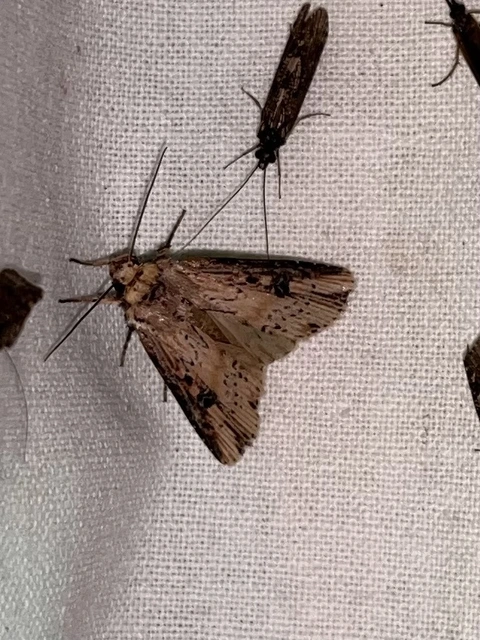 Axylia putris - vonalkás földibagoly