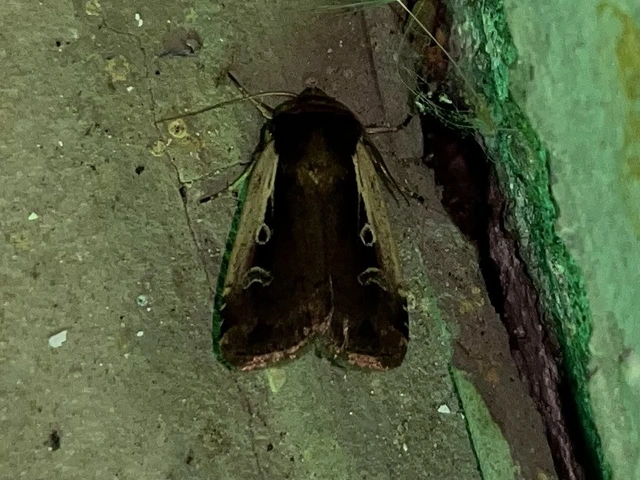 Ochropleura plecta - fehérszegélyű fűbagoly