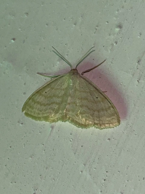 réti fehéraraszoló - Scopula immutata