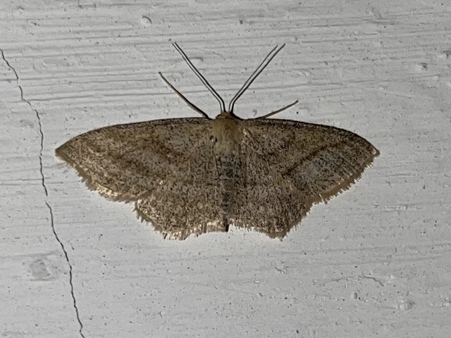Scopula virgulata - vesszős sávosaraszoló