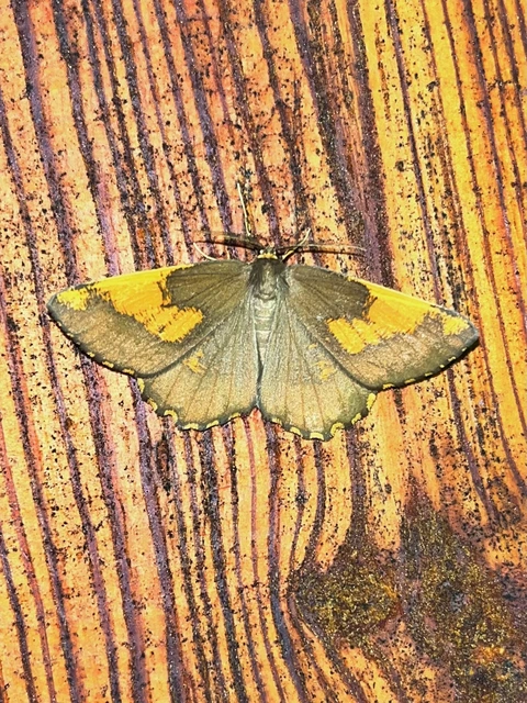Angerona prunaria - sárga kökényaraszoló