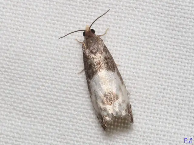 Notocelia cynosbatella - rózsahajtás-tükrösmoly
