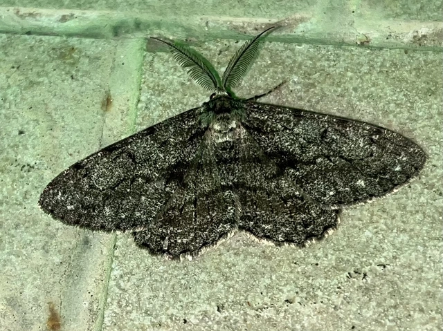 nagy tölgyfaaraszoló - Hypomecis roboraria