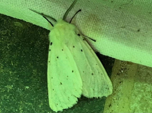 Spilosoma lubricipedum - tejszínű medvelepke