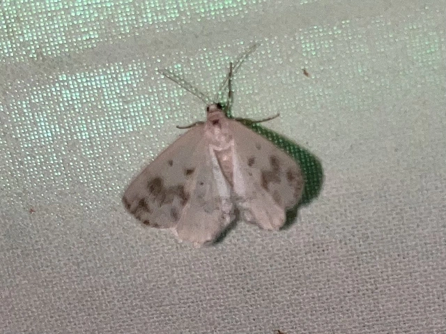 Lomographa temerata - foltos fehéraraszoló