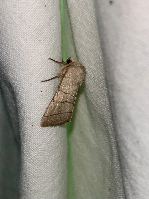 Charanyca trigrammica - háromsávos lombbagoly