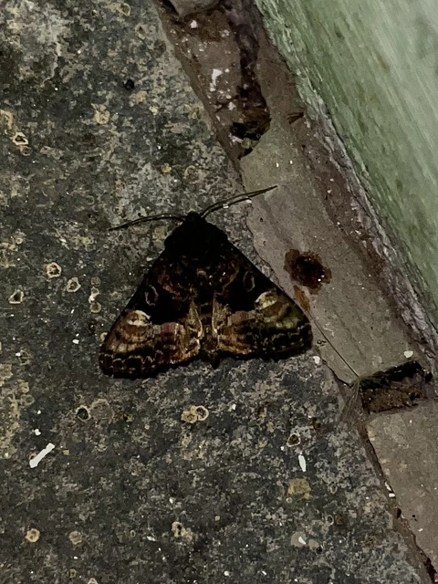 Euplexia lucipara - szeder-csipkésbagoly