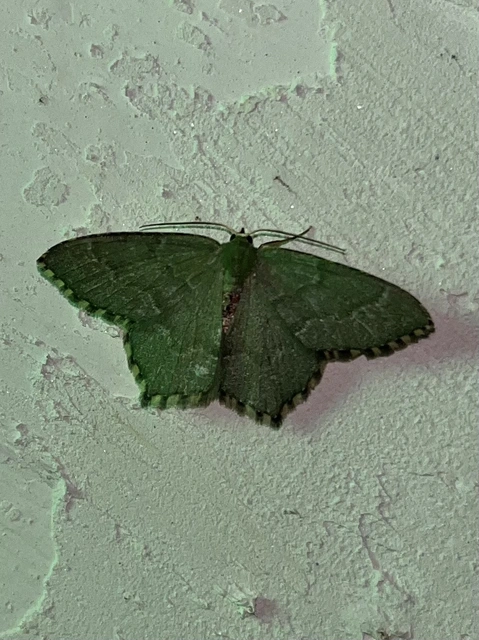 Hemithea aestivaria - nyír-zöldaraszoló