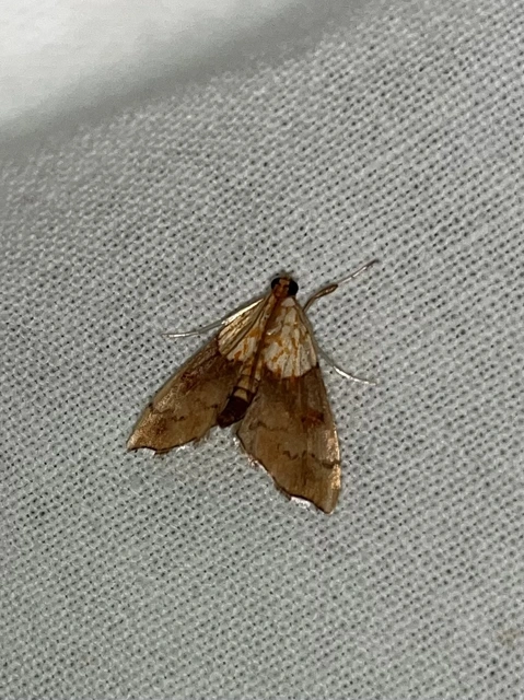 Agrotera nemoralis - ligeti tűzmoly