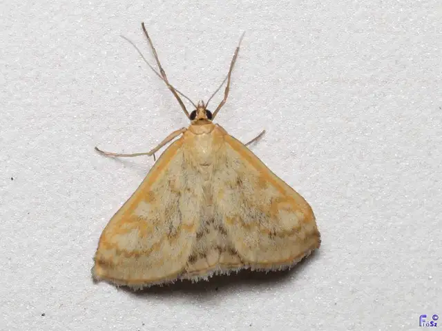 Sitochroa verticalis - világossárga dudvamoly
